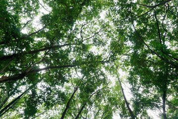 Fototapeta premium looking up green leaves of a tree