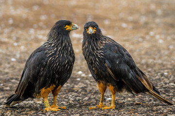 Striated caracara (Phalcoboenus australis), Saunders Island, Falkland Islands