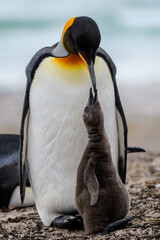 King penguins (Aptenodytes patagonicus) feeding chick, Saunders Island, Falkland Islands © Sunil Singh