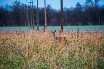 Deer looking at camera from behind tall grass in winter