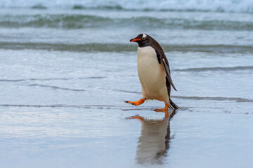 Gentoo Penguins walks out of the ocean