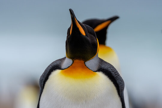 King penguins (Aptenodytes patagonicus) couple, Saunders Island, Falkland Islands