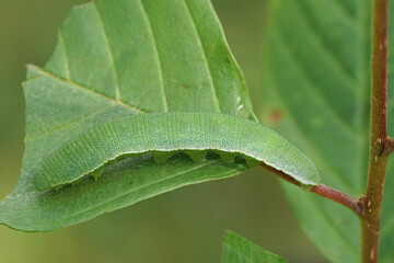 Closeup of a caterpillar of the Brimstone butterfly (Gonepteryx rhamni) on glossy buckthorn plant