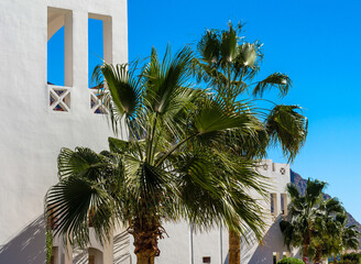 Fototapeta na wymiar green branches of palm trees against the white wall of a house in Egypt