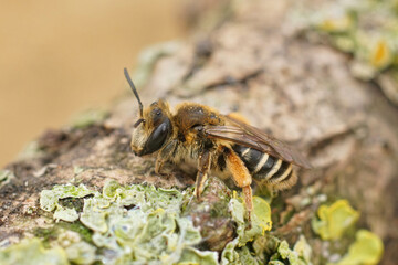 Closeup on a female of the rather rare Andrena albofasciata solitary mining bee sitting on a piece of wood