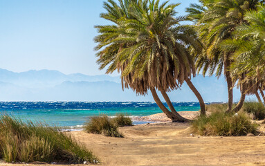 palm trees by the sea against the backdrop of mountains in Egypt Dahab South Sinai