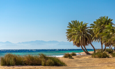 palm trees by the sea against the backdrop of mountains in Egypt Dahab South Sinai