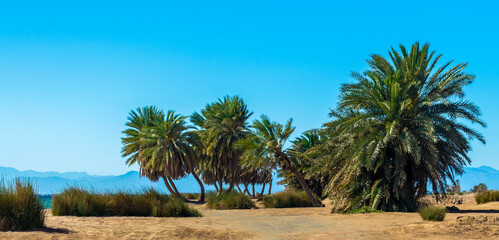 palm trees by the sea against the backdrop of mountains in Egypt Dahab South Sinai