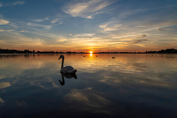 Bright colors in the sky and a swan with other water birds floating on the water during an almost...