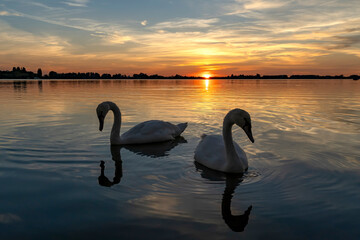 It seems as if these two swans want to show their most beautiful side during this beautiful sunset...