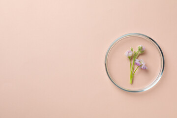 Composition for Making cosmetic concept, making cosmetic with flowers