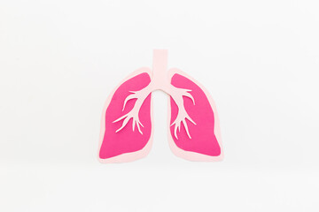 Human organs concept. Healthy lungs model, top view. Medical background