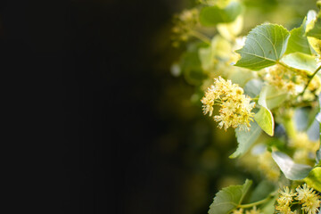 Linden tree flowers tilia cordata, europea, small-leaved lime, littleleaf linden bloom. Pharmacy,...