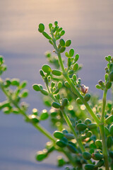 Halophyte plant Zygophyllum qatarense or Tetraena qatarense in sand dune of the Canary Island Fuerteventura, selective focus.