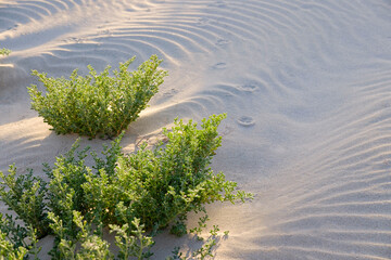 Halophyte plant Zygophyllum qatarense or Tetraena qatarense in sand dune of the Canary Island...