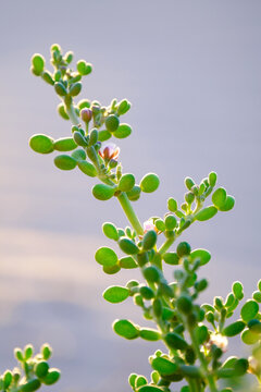 Halophyte plant Zygophyllum qatarense or Tetraena qatarense in sand dune of the Canary Island Fuerteventura, selective focus.