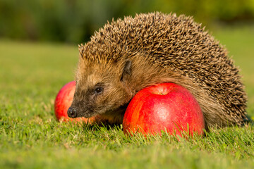 Hedgehog with red apples in the garden