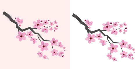 vector illustration of japanese blooming sakura isolated on transparent background. spring cherry blossom in cartoon style. asian oriental floral hand drawn set - obrazy, fototapety, plakaty