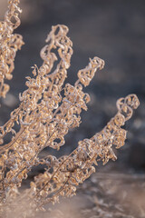 Closeup of dry plant, macro of dry herb on Fuerteventura, Canary Islands.