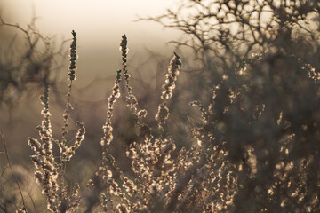 Dry calluna vulgaris heather flowers by the name velvet fascination on the Canary Island...