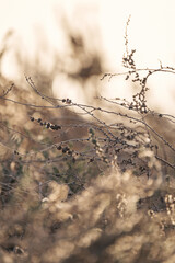 Dry calluna vulgaris heather flowers by the name velvet fascination on the Canary Island Fuerteventura, Spain.