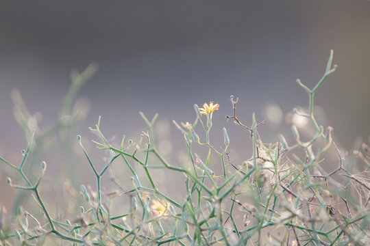 Natural floral background, Launaea plant - Launaea arborescens, aulaga majorero, with bright yellow flowers on thin stems, growing in natural conditions on Fuerteventura, Canary Islands.