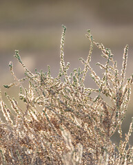 Dry calluna vulgaris heather flowers by the name velvet fascination on the Canary Island Fuerteventura, Spain.