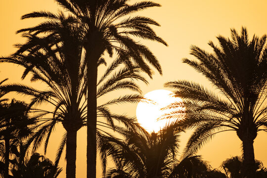 Background with a beautiful bright sunset, big sun and silhouettes of palm trees on the Canary island of Fuerteventura, Spain.