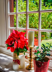 Christmas plant Poinsettia on a window ledge with garden view through the window glass