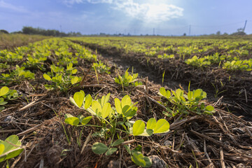 Young peanuts (groundnut) growing in the field , Thailand.
