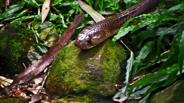Closeup of Indian spectacled cobrain the forest, slow motion footage.