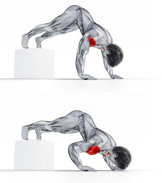215 BodyWeight - Elevated Pike Press. 3D Anatomy of fitness and bodybuilding. An outstanding display of male muscles. Targeted muscles are red. No background. Png.
