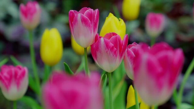 Slow motion close-up shot view of bouquet blooming white, pink, yellow tulips in the garden. Spring, cool weather, winter, Natural landscape with spring flowers. beautiful field flowers.