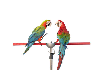 green wing macaw and Catalina parrot free frying isolated on white background with clipping path.