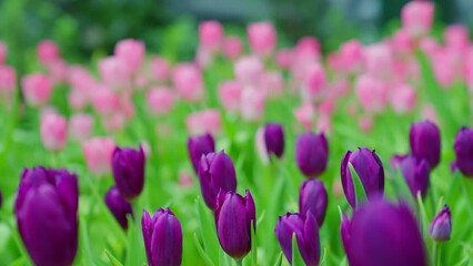 Slow motion close-up shot view of bouquet blooming white and pink tulips in the garden. Spring, cool weather, winter, Natural landscape with spring flowers. beautiful field flowers.