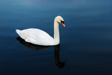 White swan on the lake with blue dark background