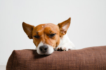Cute Jack Russell terrier half asleep on a soft pillow, young pets, space for your text