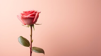 Single red rose standing elegantly against a pale pink background, a timeless symbol of love and beauty.