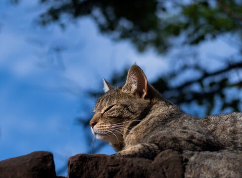 gato en la tapia