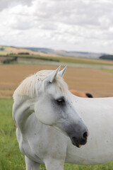 white-horse-provence-france