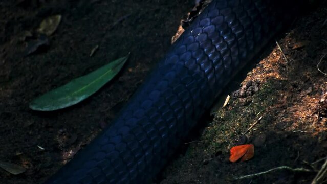 King cobra moving body. High quality footage.