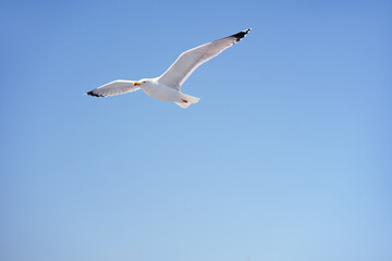 Fototapeta na wymiar Large white seagulls fly against the sky