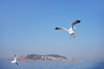 Fototapeta na wymiar Gull birds flying over the sea