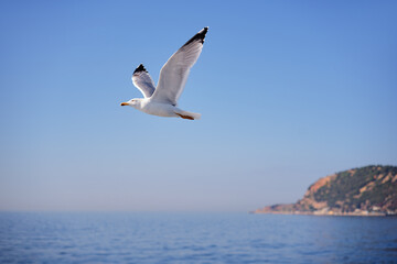 Fototapeta na wymiar Gull bird flying over the sea
