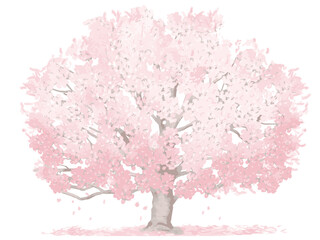 大きな桜の木（水彩画）