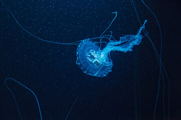 underwater photography of beautiful malaysian sea jellyfish chrysaora chinensis close up