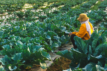 a muslim woman's farmer with a headscarf is observing her cabbage plantation in the morning