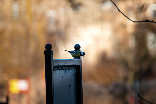 Modraszka w miejskim parku na znaku