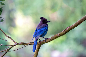Steller's Jay (Cyanocitta stelleri) Outdoors in California
