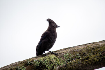 Steller's Jay (Cyanocitta stelleri) Outdoors in California